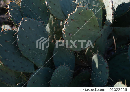 Green succulent plant tree leaves texture background Green succulent plant tree leaves texture background 91022936