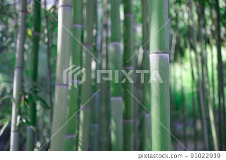 Natural green bamboo grove, giant woody grass 91022939
