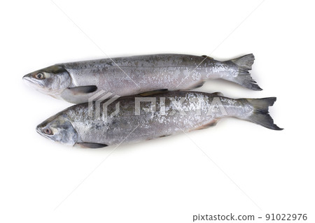 Arctic char 91022976