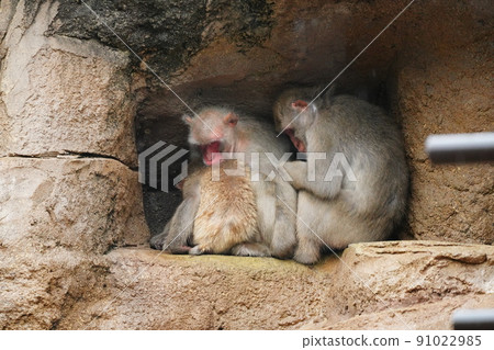 Japanese macaque corps of monkey mountain in the rain zoo 91022985