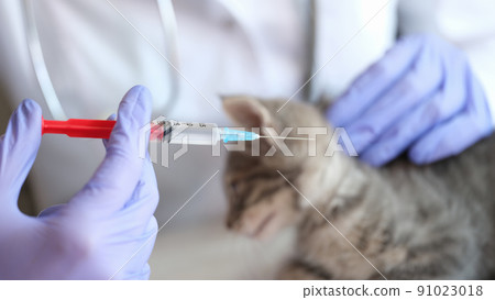 Woman veterinarian making injection to little gray kitten Woman veterinarian making injection to little gray kitten 91023018