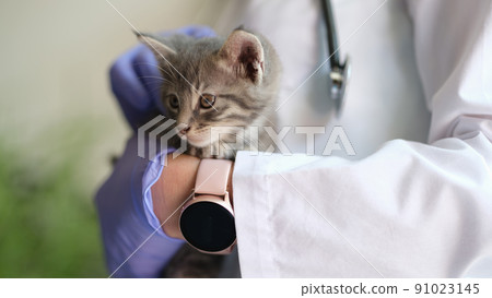 Woman veterinarian holding small kitten in hands Woman veterinarian holding small kitten in hands 91023145