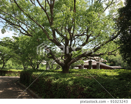 Seishin Central Park, Kobe City, Nishi-ku, Park, Spring June Seishin Central Park, Kobe City, Nishi-ku, Park, Spring June 91023243
