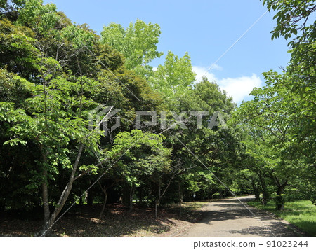 Seishin Central Park, Kobe City, Nishi-ku, Park, Spring June Seishin Central Park, Kobe City, Nishi-ku, Park, Spring June 91023244