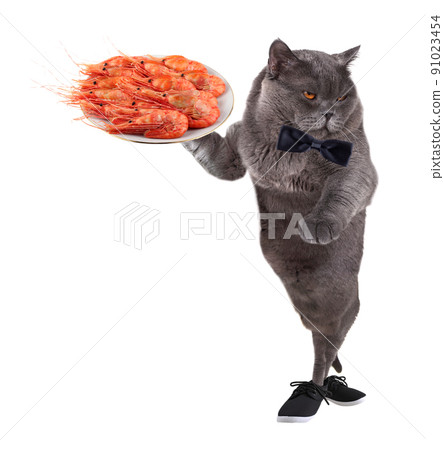 Funny waiter cat is holding shrimps Funny waiter cat is holding shrimps 91023454