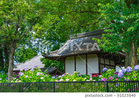 Music temple, hydrangea in full bloom <Konan City, Aichi Prefecture> Music temple, hydrangea in full bloom <Konan City, Aichi Prefecture> 91023840