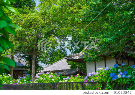 Music temple, hydrangea in full bloom <Konan City, Aichi Prefecture> Music temple, hydrangea in full bloom <Konan City, Aichi Prefecture> 91023842