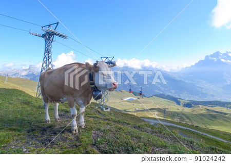 Swiss nature and cows (Menrichen) Swiss nature and cows (Menrichen) 91024242