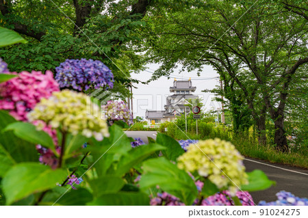 Sunomata Ichiya城,盛開的繡球花<岐阜縣大垣市> Sunomata Ichiya城,盛開的繡球花<岐阜縣大垣市> 91024275