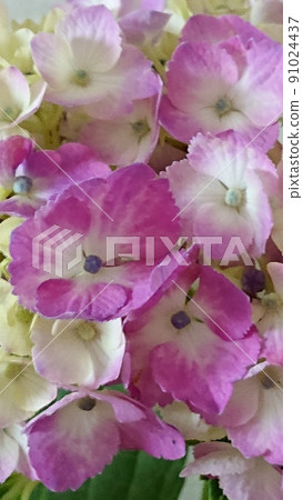 Baby face hydrangea Baby face hydrangea 91024437