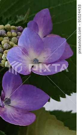 Cool hydrangea Cool hydrangea 91024438