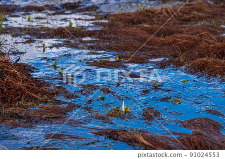 (長野縣) Norikura Kogen Ichinoseenchi Maimenoike Pond (長野縣) Norikura Kogen Ichinoseenchi Maimenoike Pond 91024553