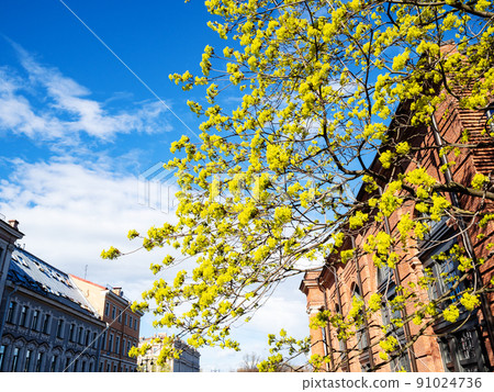tree branch with yellow blossom in city in spring tree branch with yellow blossom in city in spring 91024736