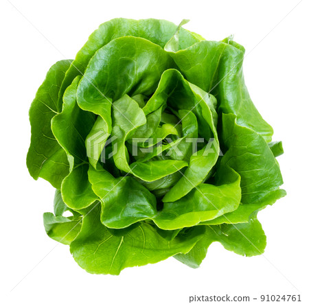 above view of head of boston lettuce cutout above view of head of boston lettuce cutout 91024761
