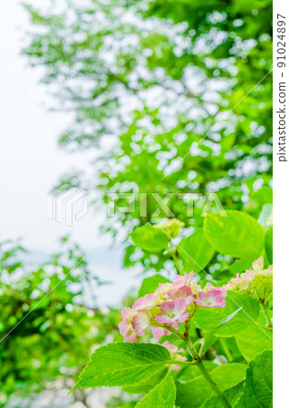 Kasakura Hase Temple的Ajisai Kasakura Hase Temple的Ajisai 91024897