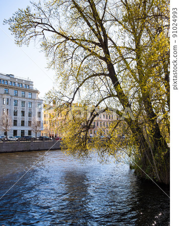blossoming tree over Moyka river in St Petersburg 91024993