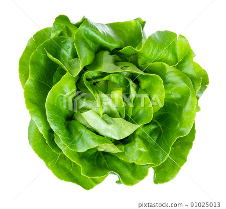 above view of head of butterhead lettuce cutout above view of head of butterhead lettuce cutout 91025013