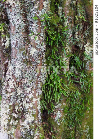 Moss and lichens that grow on trees 91025104