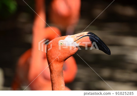 Closeup portrait of a red flamingo 91025285