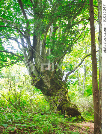 新潟縣台內市 91025347