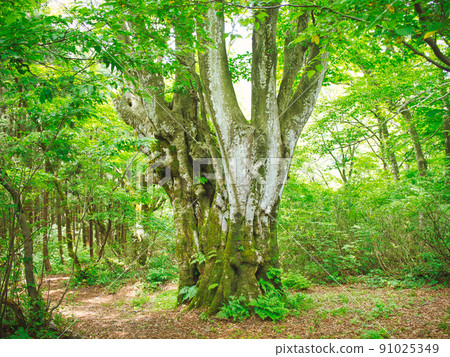 新潟縣台內市 91025349