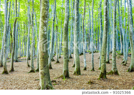  Beautiful forest 91025366