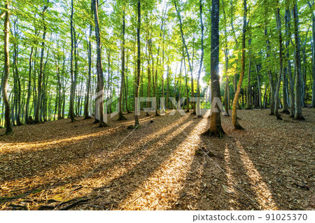 Beautiful forest Beautiful forest 91025370