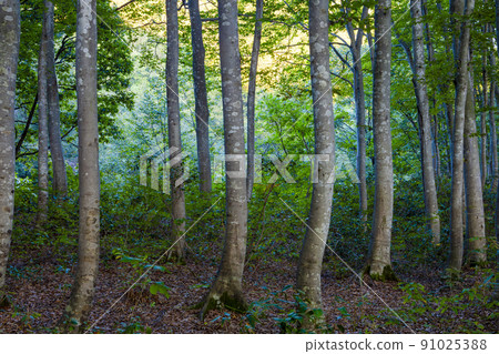 Beautiful forest Beautiful forest 91025388
