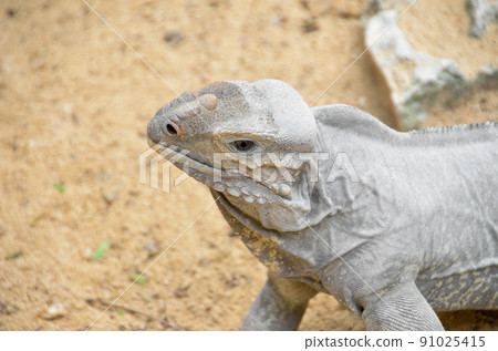 Grey iguana on the sand 91025415