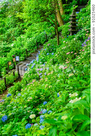 Hydrangea on the footpath of Kamakura Hasedera 91025460
