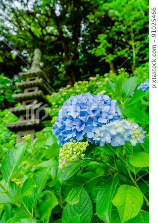 Kamakura Hasedera Hydrangea and Multiple Towers 91025466