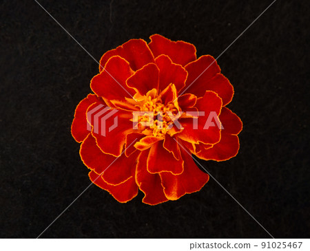 Studio shot of flower on black background. View above. 91025467