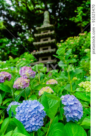 Kamakura Hasedera Hydrangea and Multiple Towers Kamakura Hasedera Hydrangea and Multiple Towers 91025470