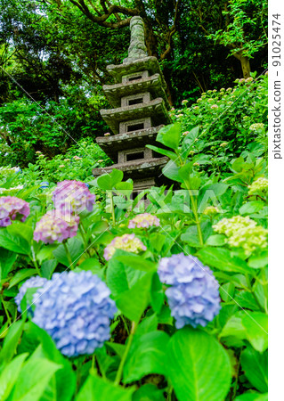 鎌倉長谷寺繡球花和多塔 鎌倉長谷寺繡球花和多塔 91025474