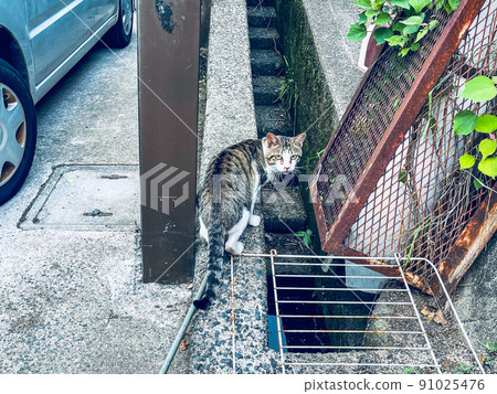 Stray cat cat Kijitora Stray cat cat Kijitora 91025476