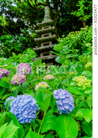 鎌倉長谷寺繡球花和多塔 鎌倉長谷寺繡球花和多塔 91025477