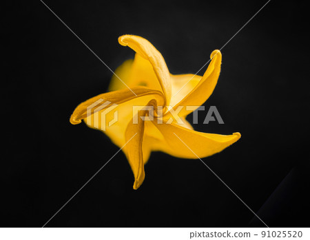 Studio shot of flower on a black background. Flat lay, top view. 91025520