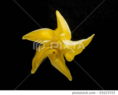 Studio shot of flower on a black background. View above. Studio shot of flower on a black background. View above. 91025555
