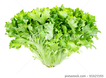 head of fresh endive lettuce cutout on white head of fresh endive lettuce cutout on white 91025593