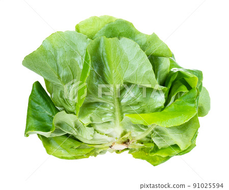 side view of fresh green butterhead lettuce cutout side view of fresh green butterhead lettuce cutout 91025594