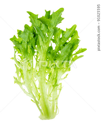 fresh twig endive lettuce cutout on white fresh twig endive lettuce cutout on white 91025595