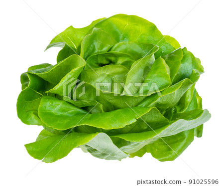 fresh green butterhead lettuce cutout on white fresh green butterhead lettuce cutout on white 91025596