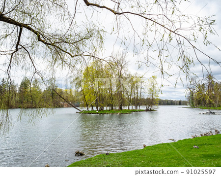 Swan Island in lake in park near Gatchina Palace Swan Island in lake in park near Gatchina Palace 91025597