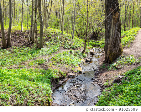 stream in Priory park in Gatchina town in spring stream in Priory park in Gatchina town in spring 91025599