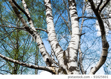 green leaves and white trunks of old birch tree green leaves and white trunks of old birch tree 91025601