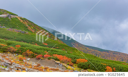[Nagano Prefecture] Autumn leaves of Mt. Norikura * Natural scenery 91025645