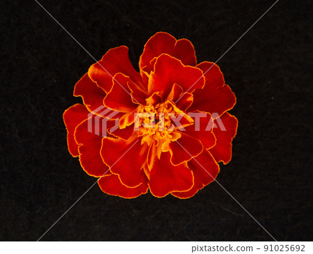 Top view of a flower on black background. On black background. 91025692