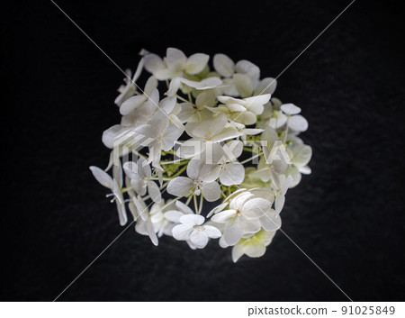 Studio shot of flower on black background. Closeup. Studio shot of flower on black background. Closeup. 91025849