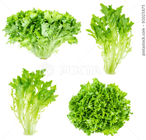 various fresh endive lettuces cutout on white various fresh endive lettuces cutout on white 91025875