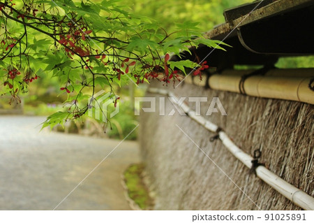 A famous place for blue maple, Hogonin Garden in summer 91025891